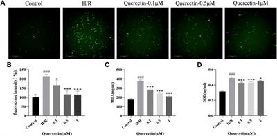 The Protective Effect of Quercetin on Endothelial Cells Injured by Hypoxia and Reoxygenation